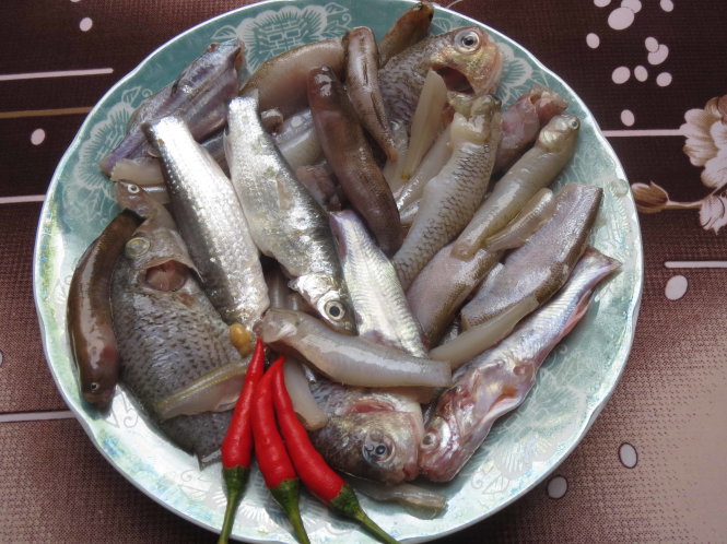 Cá hủng hỉnh là nguyên liệu không thể thiếu trong món lẩu mắm cá đồng đặc sản của miền Tây
